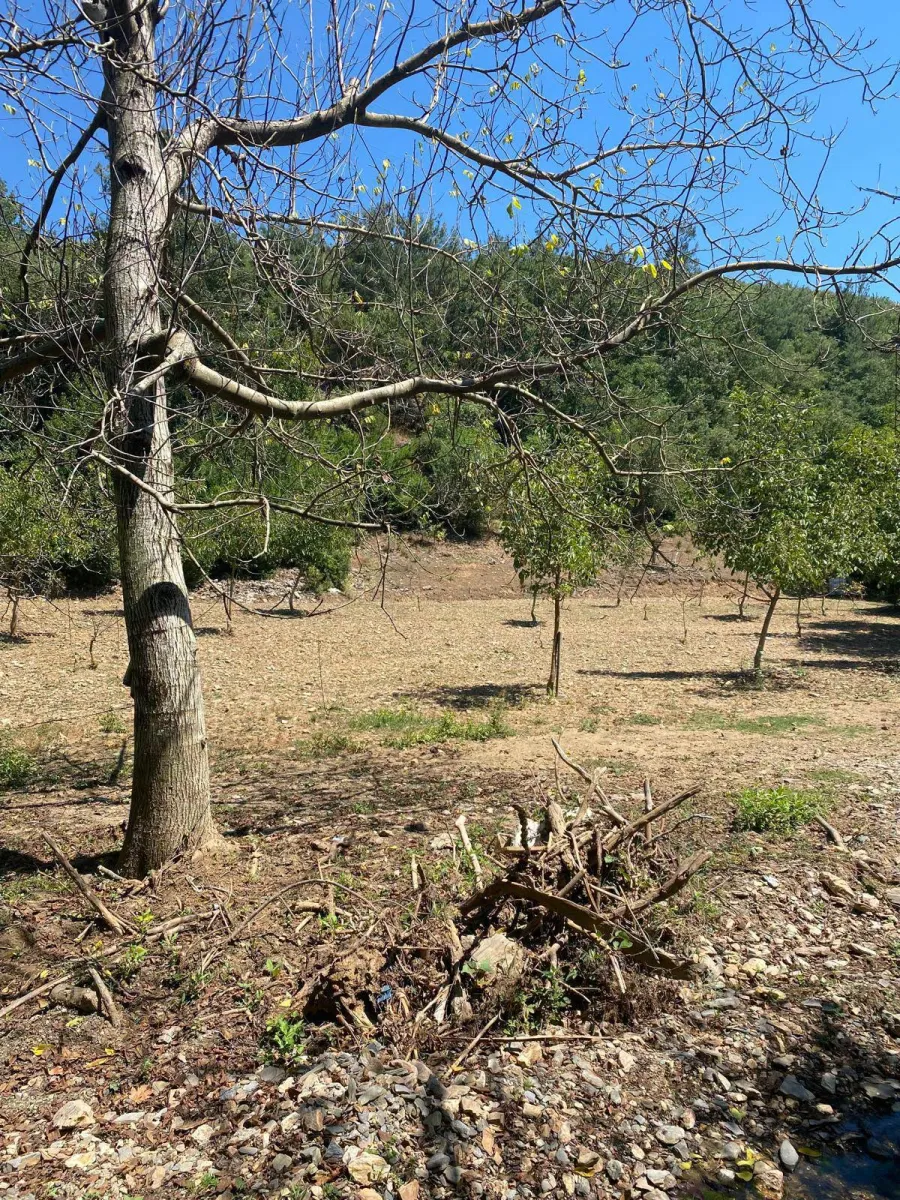 ACİL SATILIK MANİSA / TURGUTLU KUŞLAR MAHALLESİ  2.560 m² TEK TAPU CEVİZLİK BAHÇE - Fotoğraf 2