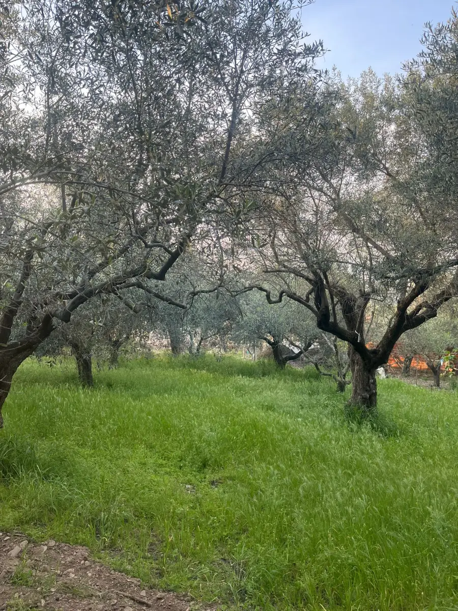 TURGUTLU DERBENT  TRİPLEKS VİLLA VE 3 KAT KONUT İMARLI - Fotoğraf 1