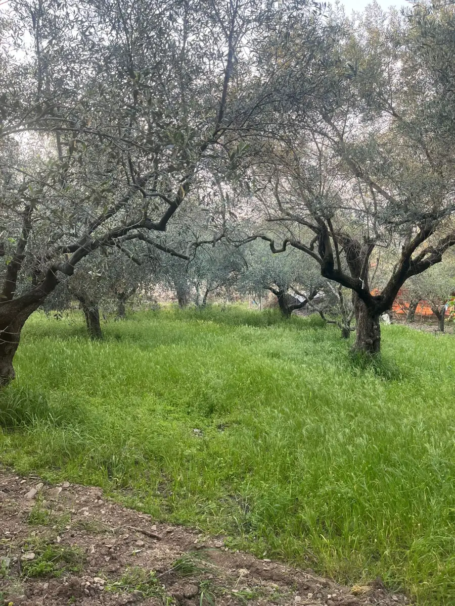 TURGUTLU DERBENT  TRİPLEKS VİLLA VE 3 KAT KONUT İMARLI - Fotoğraf 2
