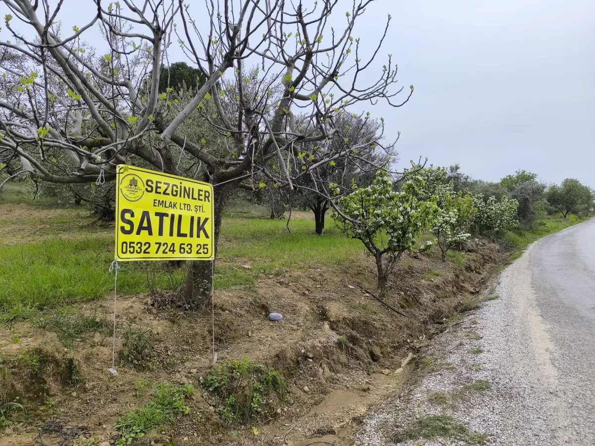 ACİL SATILIK MANZARALI ZEYTİNLİK   1.100 M²  1.750.BİN TL - Fotoğraf 19